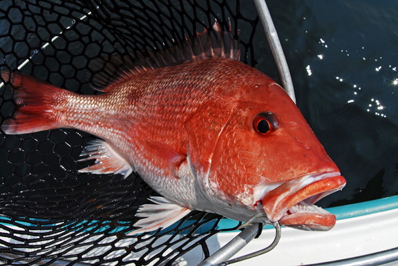 Red Snapper-27EMR